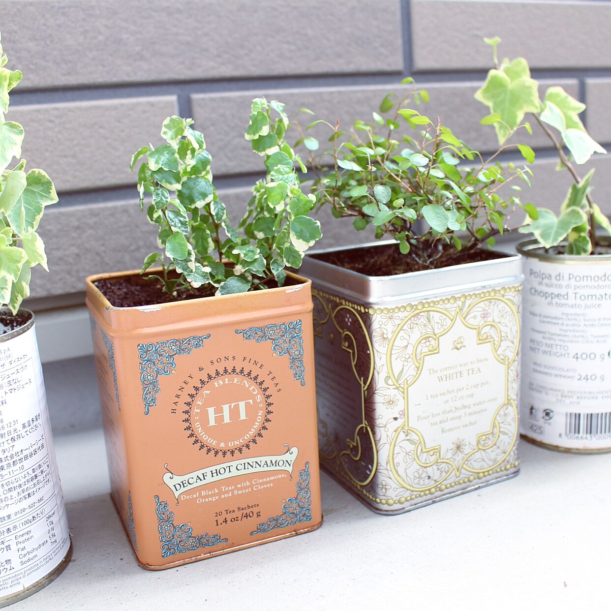 紅茶缶に植物を飾るのも、今海外で人気があります。海外風のおしゃれなインテリアにおすすめです。おしゃれなハーブを植えてキッチンで育てるのも良いですね。